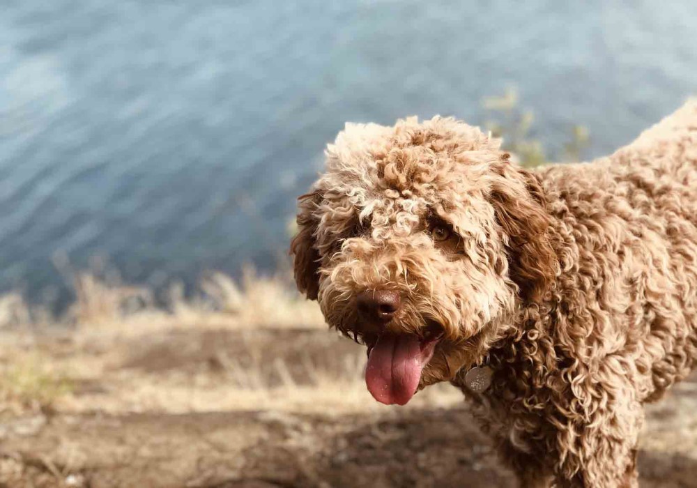 Cani Maiali e tartufo